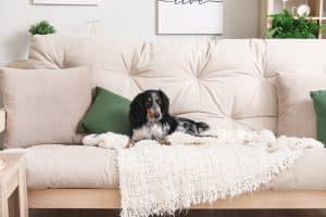 Il regolamento può vietare di tenere cani in condominio?