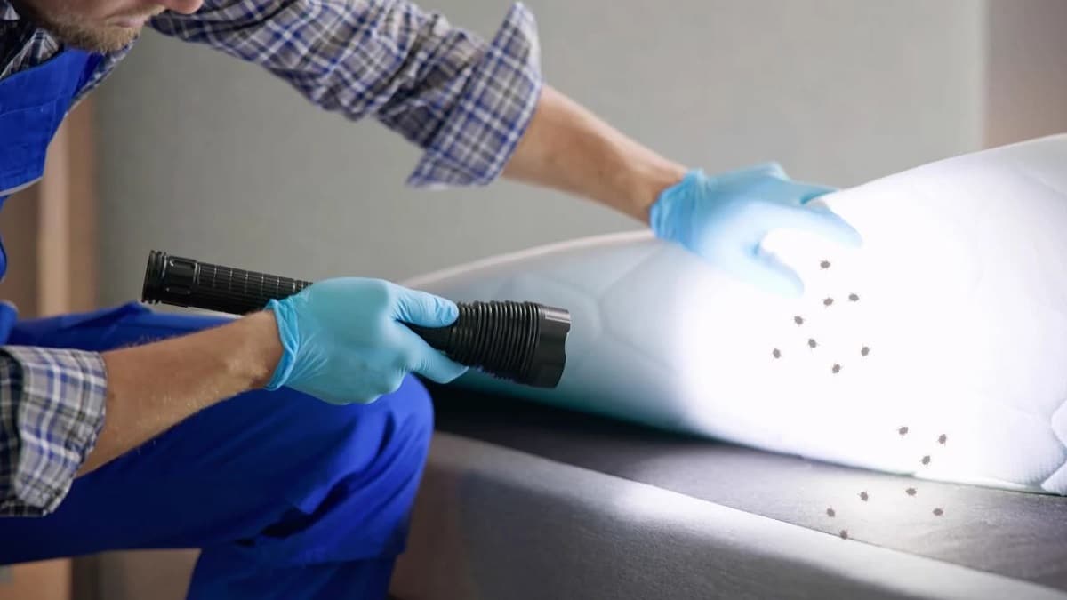 Come arrivano le cimici dei letti in casa