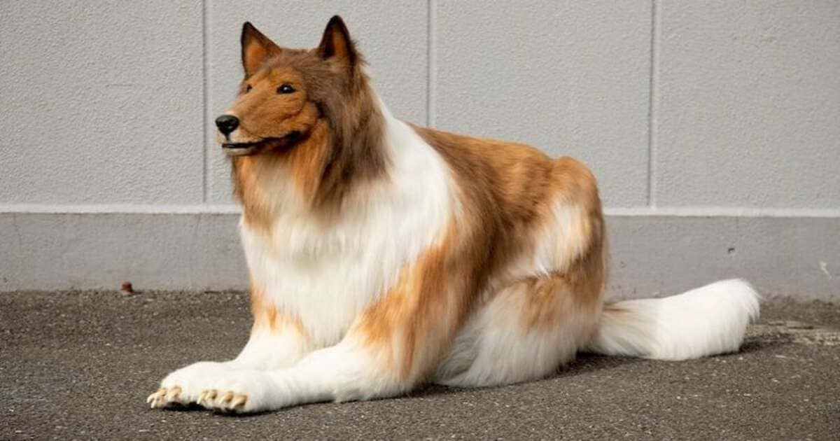 Giappone spende 14.000 euro per realizzare il suo sogno di diventare un cane