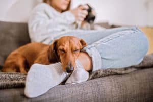 Bonus animali domestici 2025: chi ne ha diritto e come richiederlo
