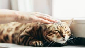 Finalmente svelato il mistero delle fusa dei gatti?