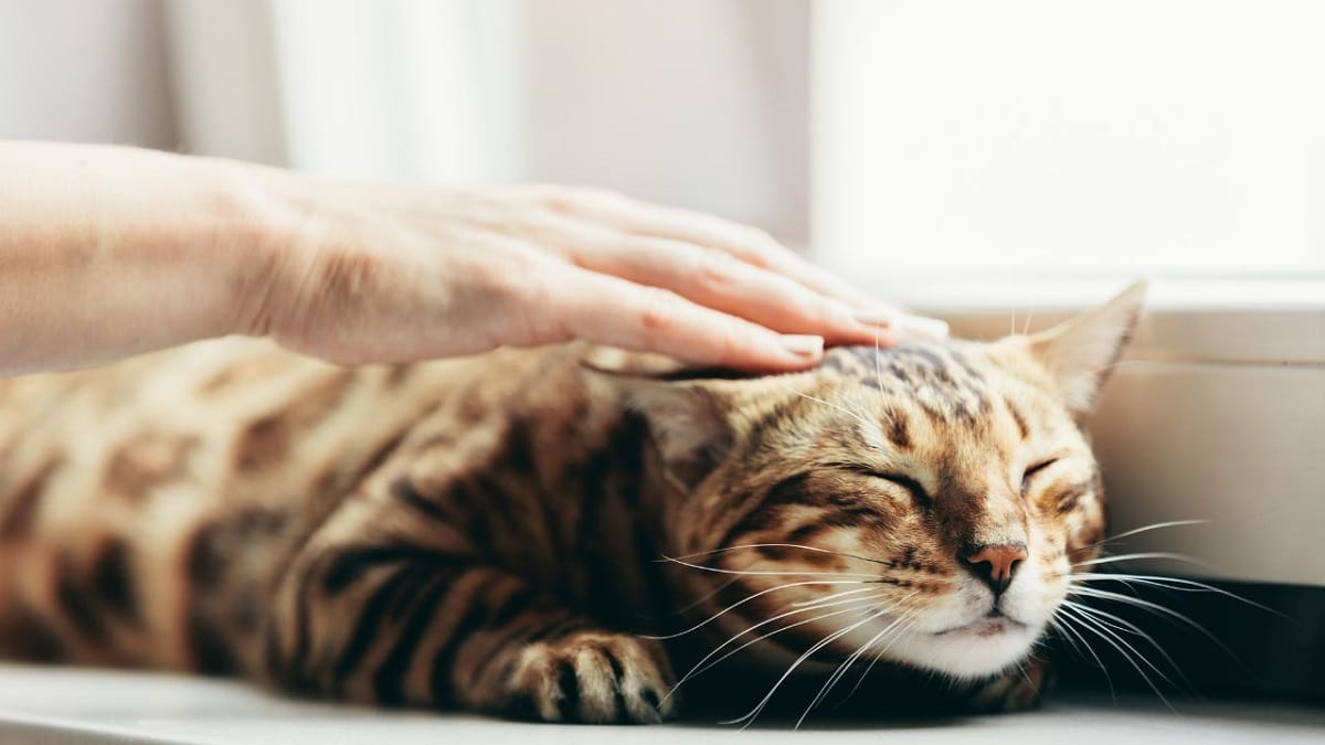 Finalmente svelato il mistero delle fusa dei gatti?