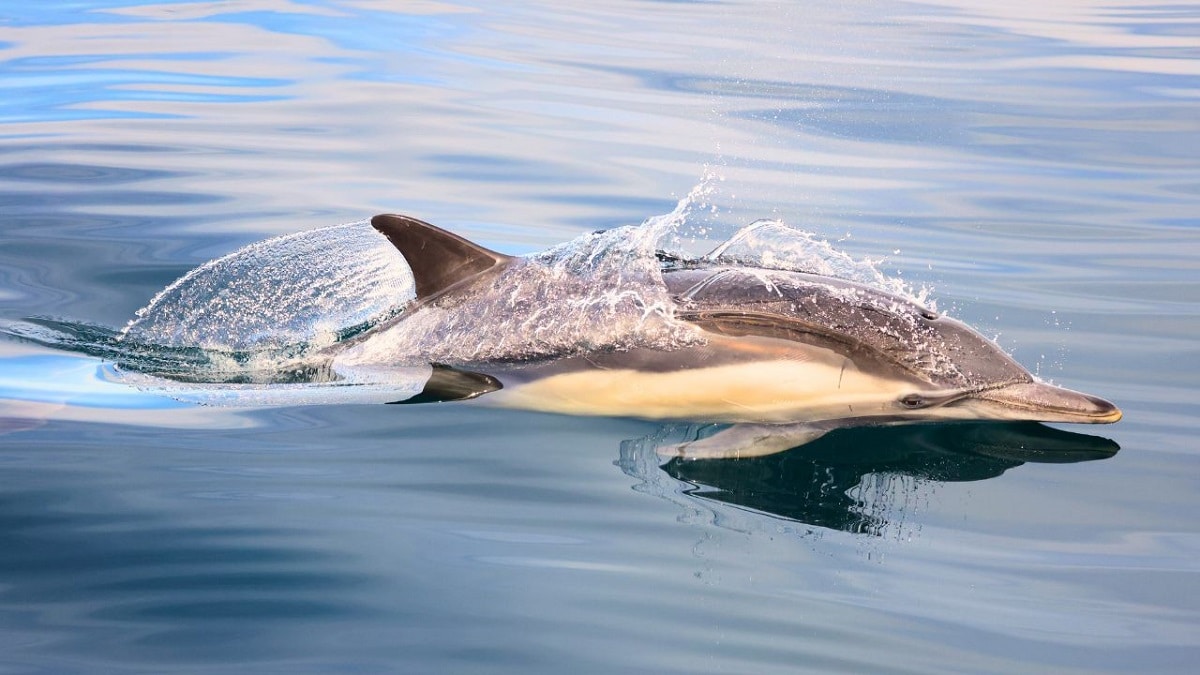 La strage di delfini nel Golfo di Guascogna