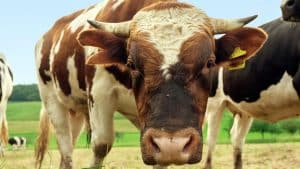 Sperma di toro geneticamente modificato