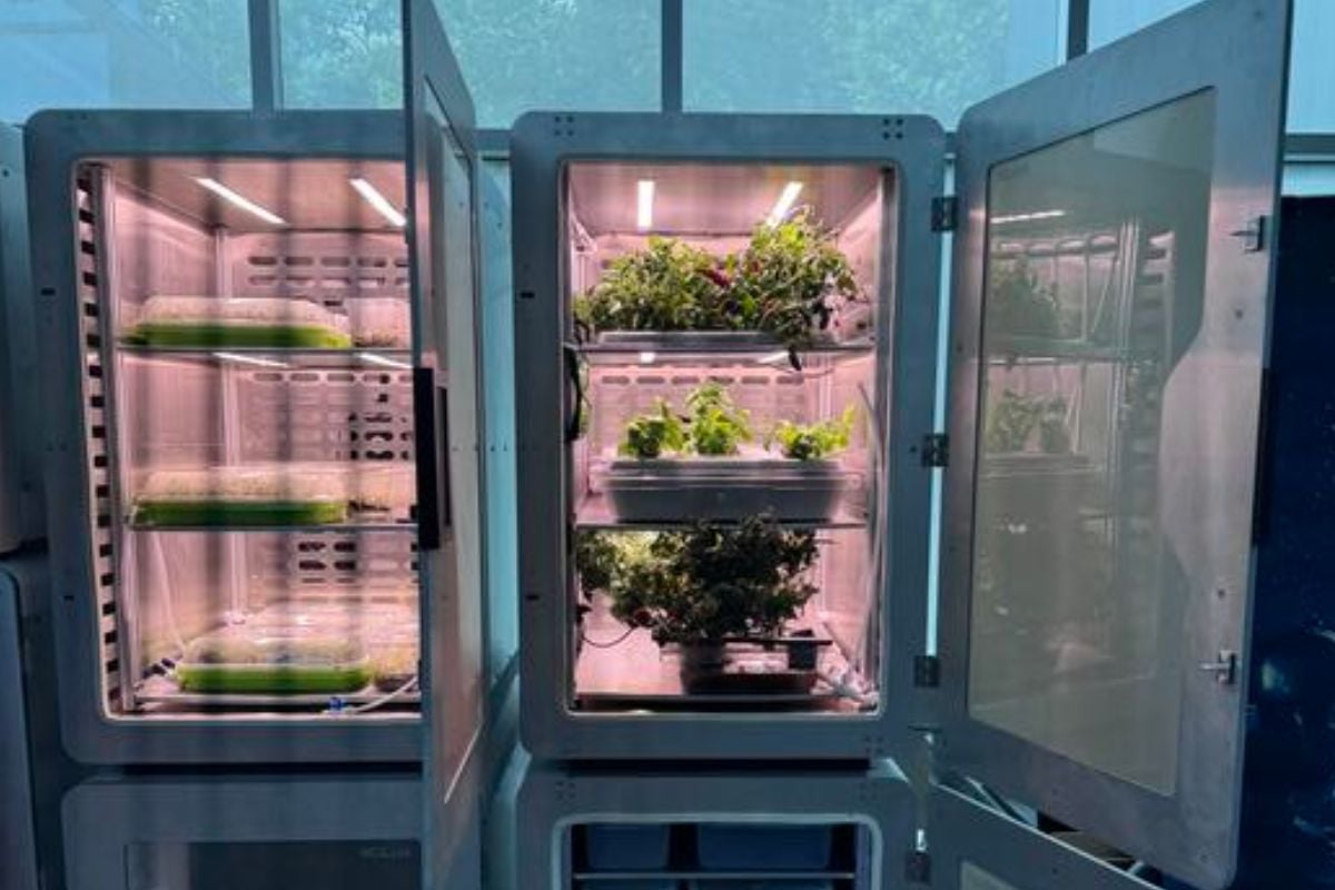 Una scoperta scientifica rivoluzionaria potrebbe nutrire 136 miliardi di persone