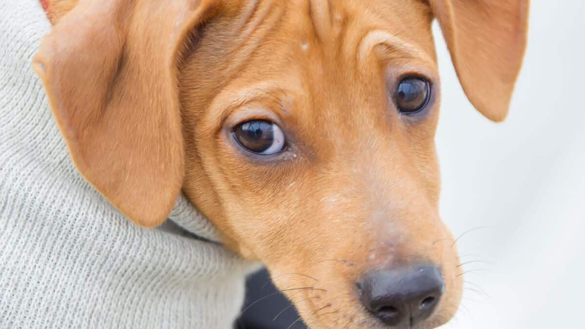 addestrare mio cane in modo efficace