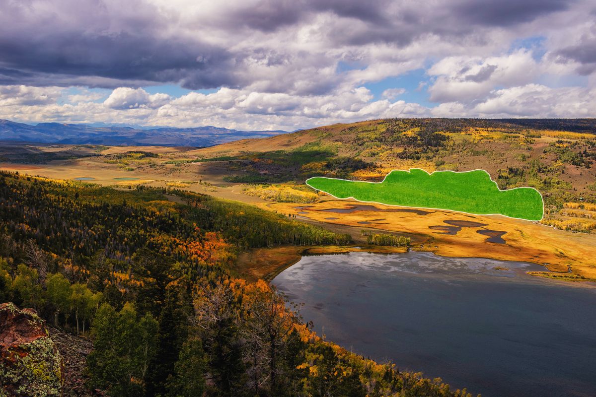 più grande organismo vivente della Terra