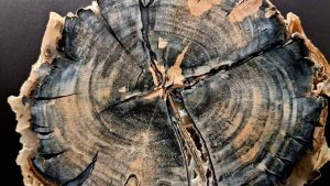 scoperta di un tronco di legno di 3.775 anni