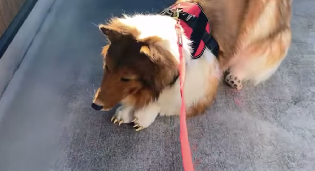 Toco travestito da cane