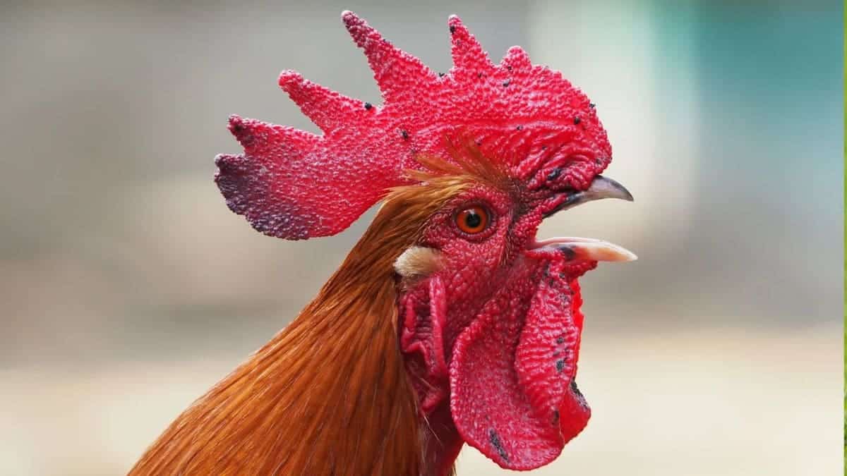 Il mistero del canto mattutino del gallo finalmente svelato !