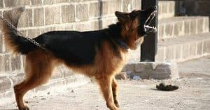 Il tuo cane abbaia troppo ?