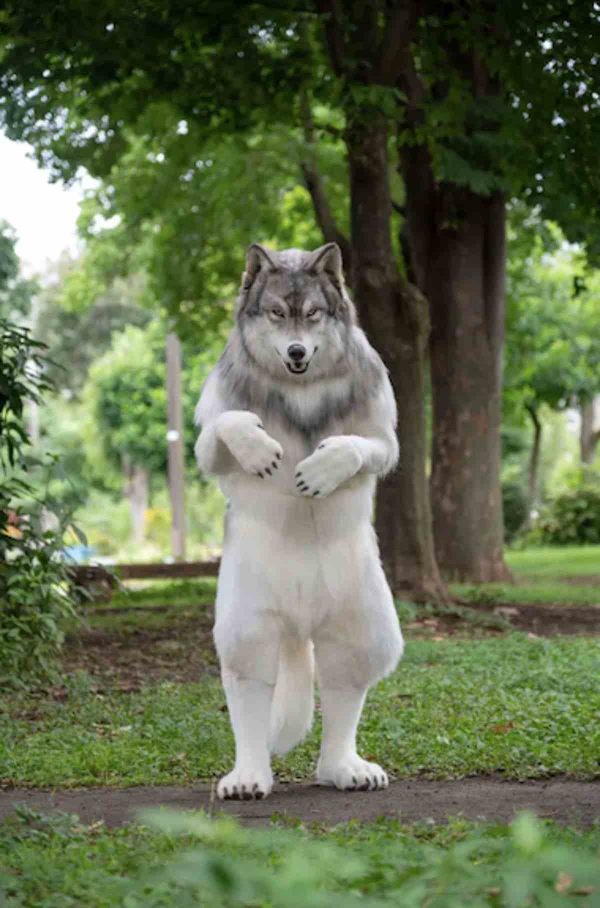 Travestimento da lupo