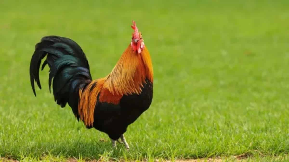 Un gallo