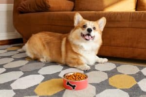 corgie