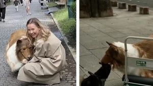 Toco, l'uomo che vive come un cane
