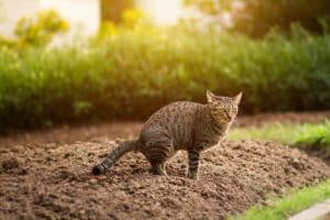 tenere i gatti lontani dal tuo giardino