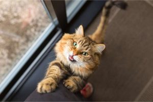 Gli scienziati hanno trovato il miglior modo per chiamare il vostro gatto