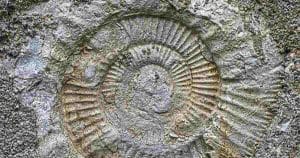Scoperto in Australia il più grande fossile di ragno mai trovato