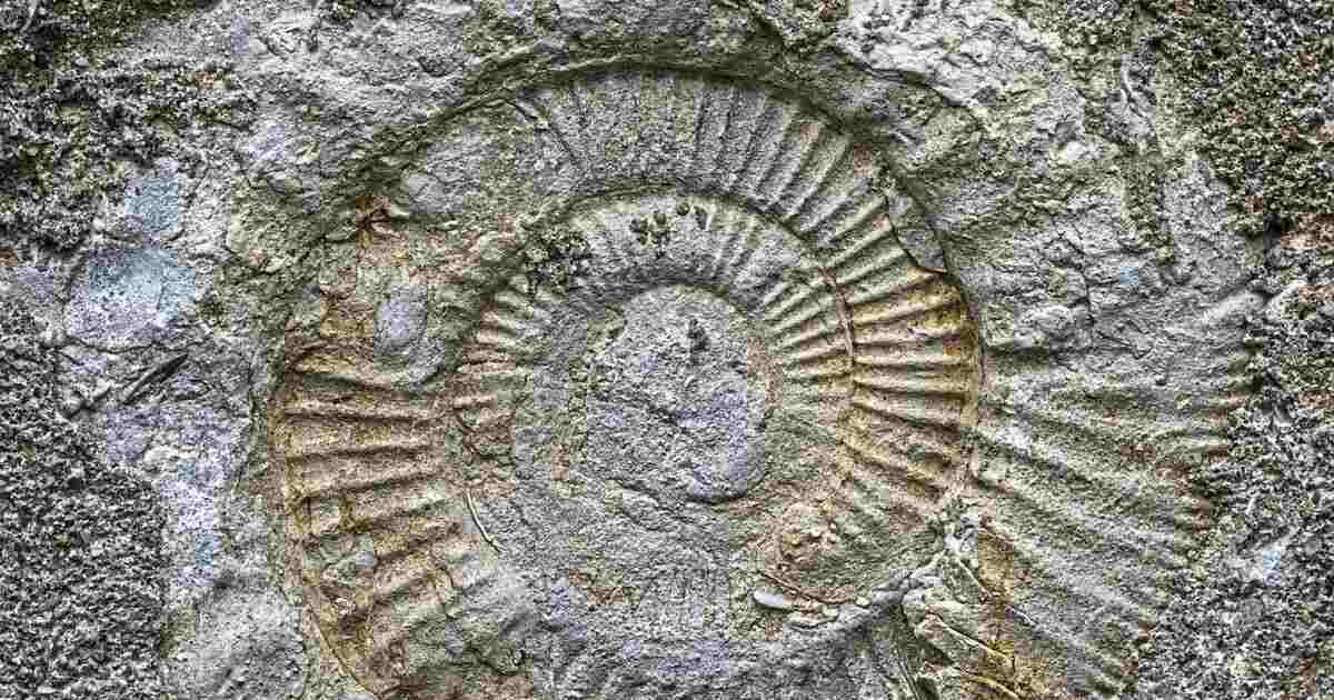 Scoperto in Australia il più grande fossile di ragno mai trovato