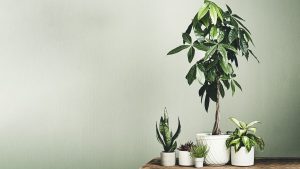 albero di giada