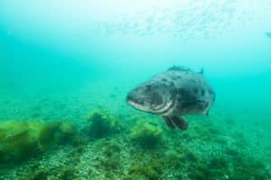 pesce gigante