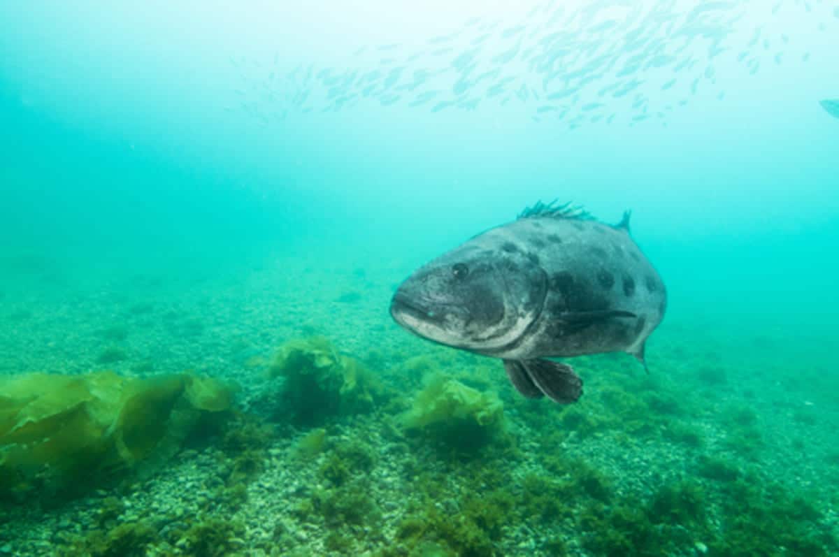 pesce gigante