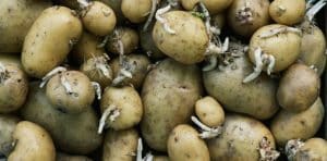 Come conservare le patate per evitare che germoglino
