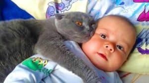 Il loro gatto non lascia mai il neonato da solo
