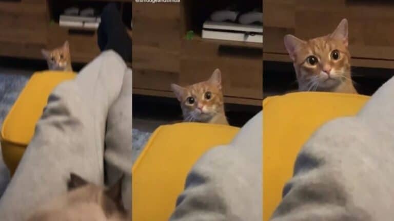 Il video virale della reazione di un gatto quando vede il suo padrone con un altro gattino