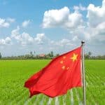 La Cina promette una rivoluzione agricola con un cereale capace di crescere su 14 miliardi di ettari