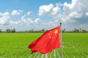 La Cina promette una rivoluzione agricola con un cereale capace di crescere su 14 miliardi di ettari