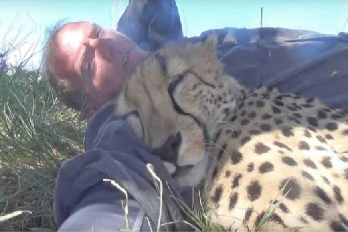 Un ambasciatore dei ghepardi