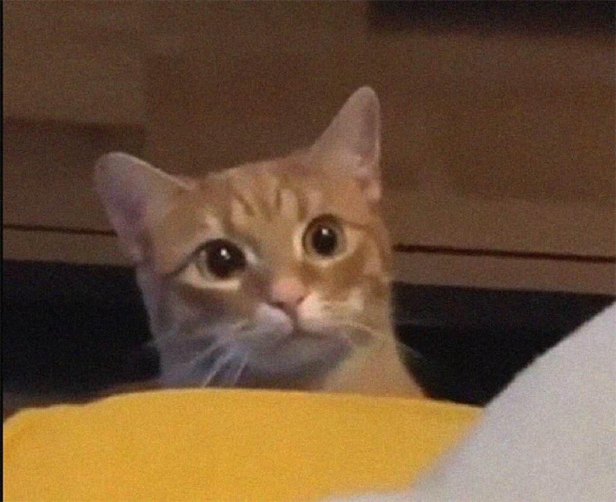Una piccola faida felina