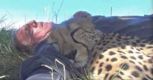 Il fotografo racconta l’attimo in cui si è svegliato con un ghepardo accanto: