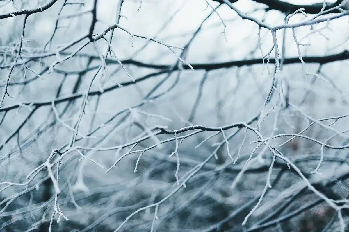 Persona che controlla il meteo su smartphone in giardino con piante in vaso