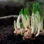 Mani che piantano bulbi in terra con attrezzi da giardino e pacciame