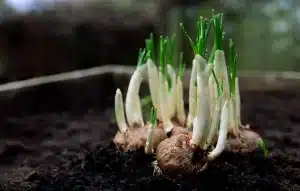 Mani che piantano bulbi in terra con attrezzi da giardino e pacciame